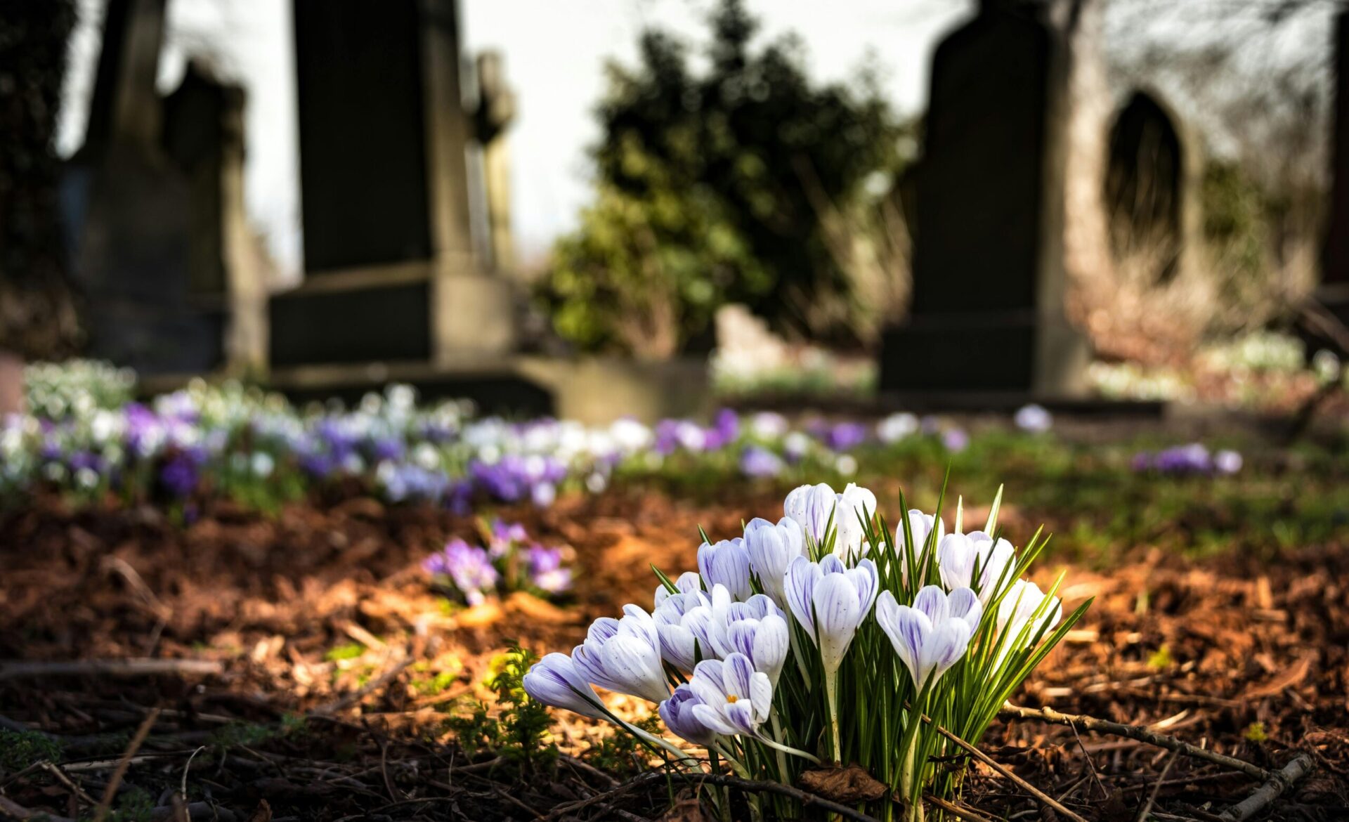 Beautiful Cemetery Grounds